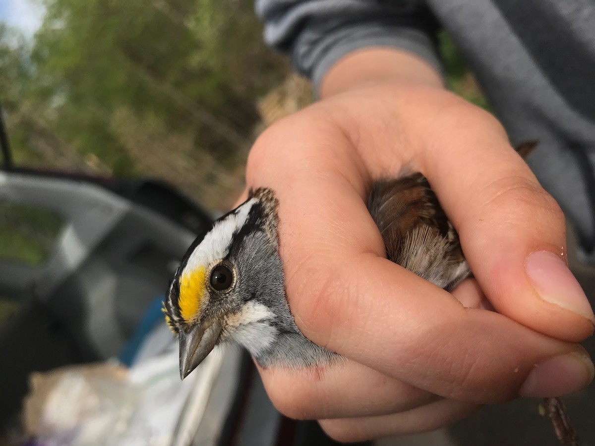 White-throated Sparrow - ML152624871