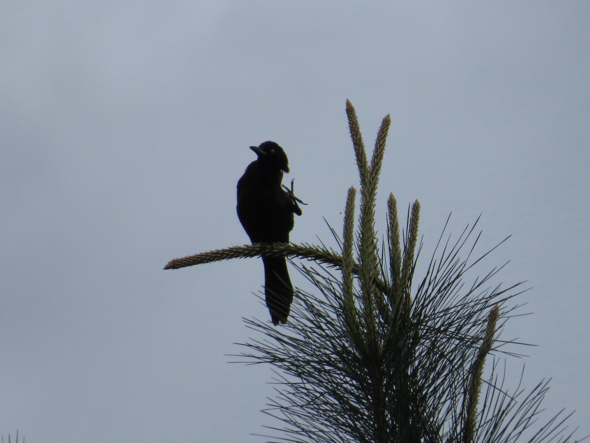 Common Grackle - ML152625031