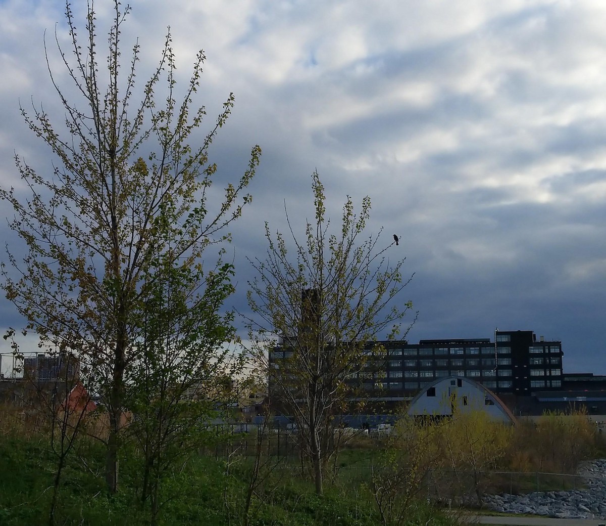 Red-winged Blackbird - ML152626751