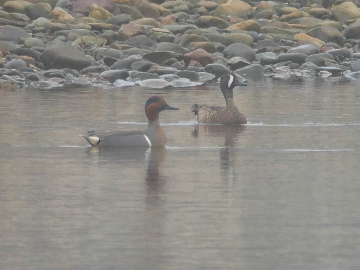 Blue-winged Teal - ML152627351