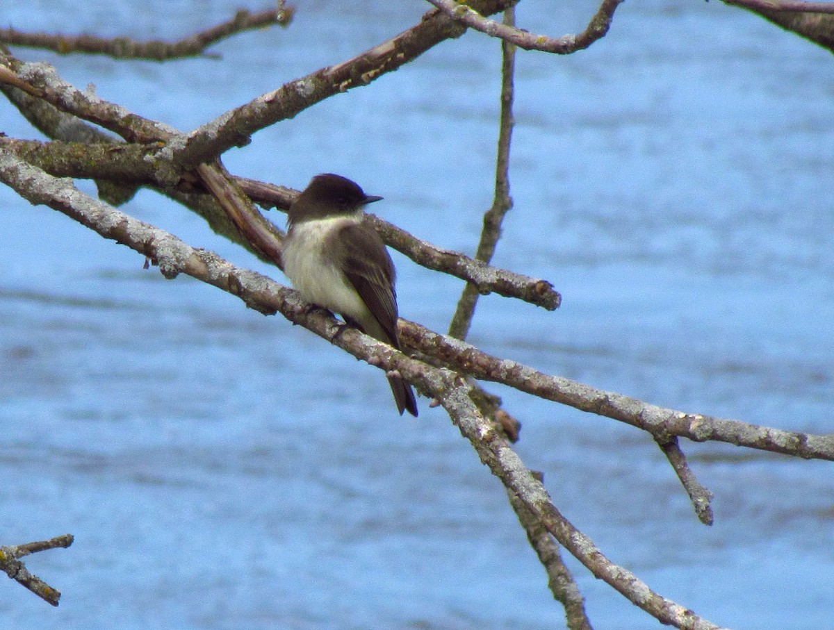 Eastern Phoebe - ML152627551