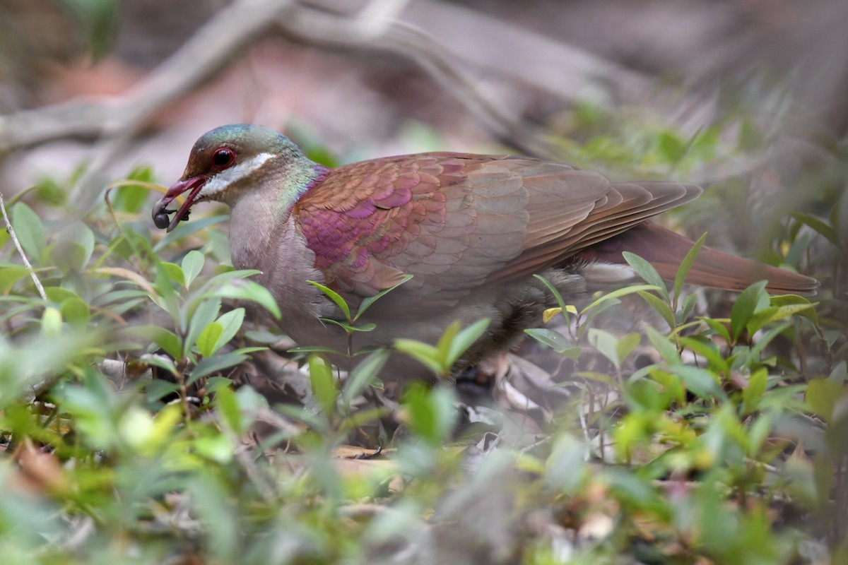 Key West Quail-Dove - ML152627721