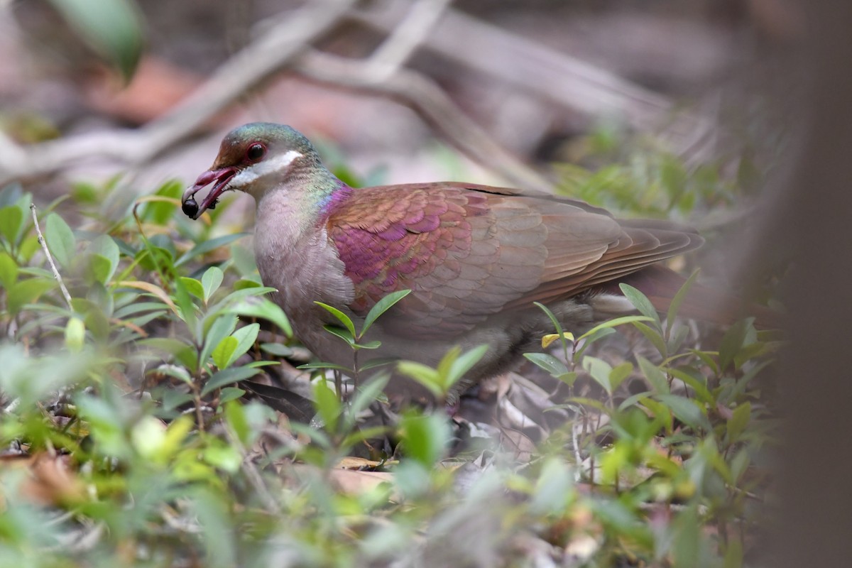 Key West Quail-Dove - Mike Charest
