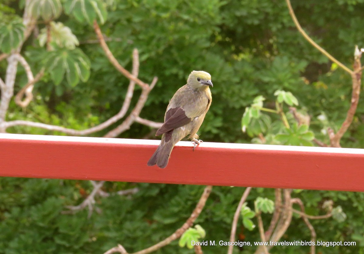 Palm Tanager - ML152629421