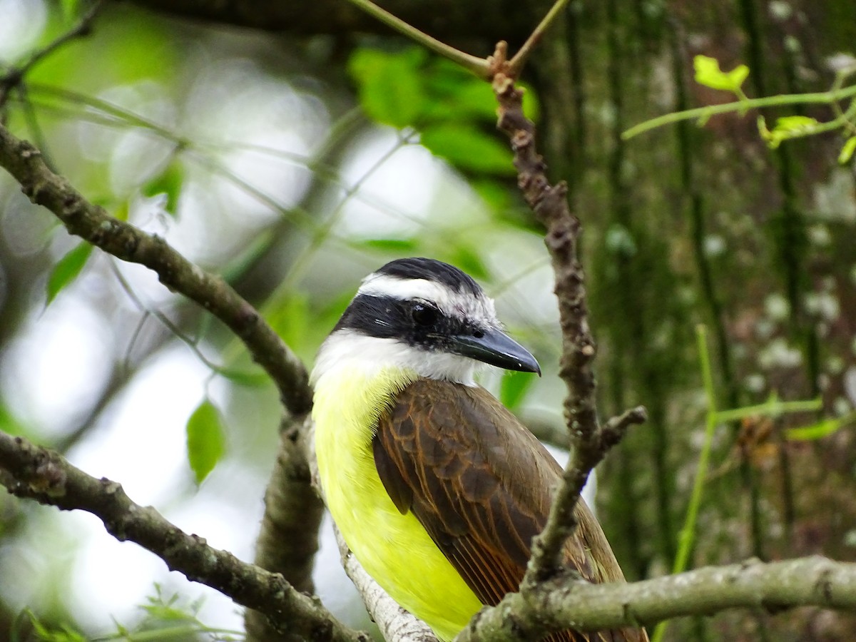 Great Kiskadee - ML152630231