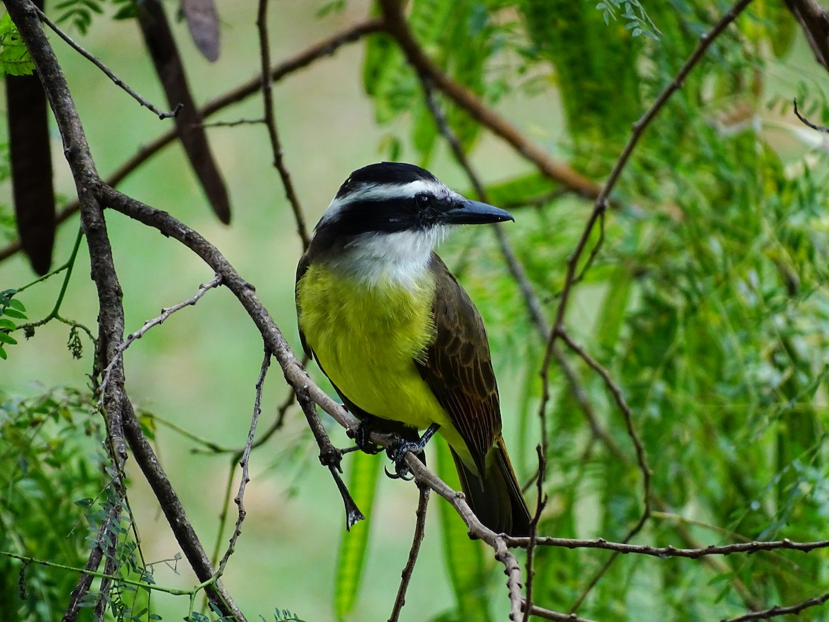 Great Kiskadee - ML152630261