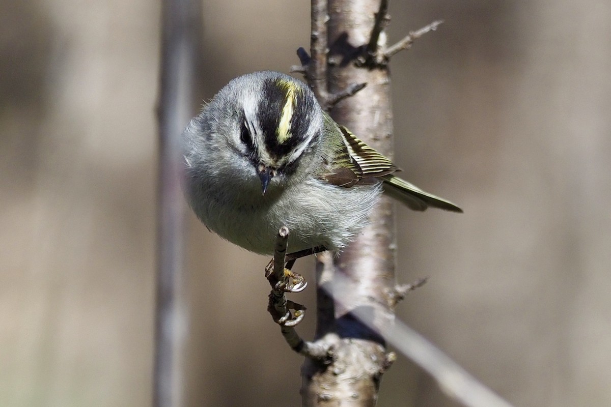 Golden-crowned Kinglet - ML152630351