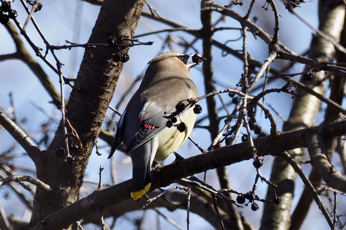 Cedar Waxwing - ML152630791