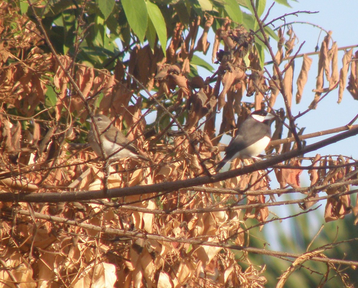 Timor Sparrow - ML152631171