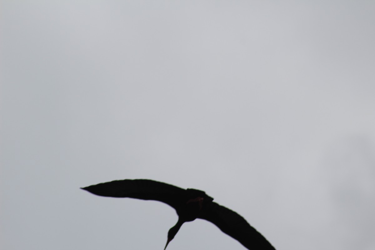 Ibis à face nue - ML152633041