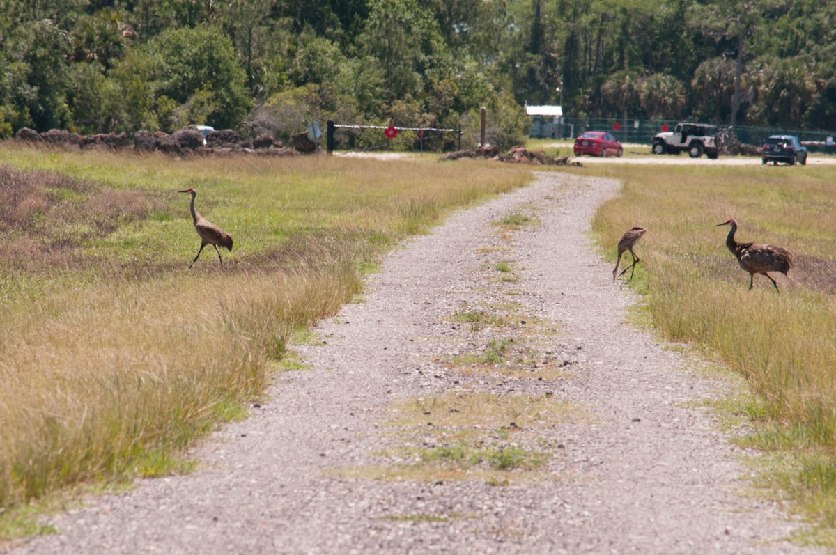 Sandhill Crane - ML152635501