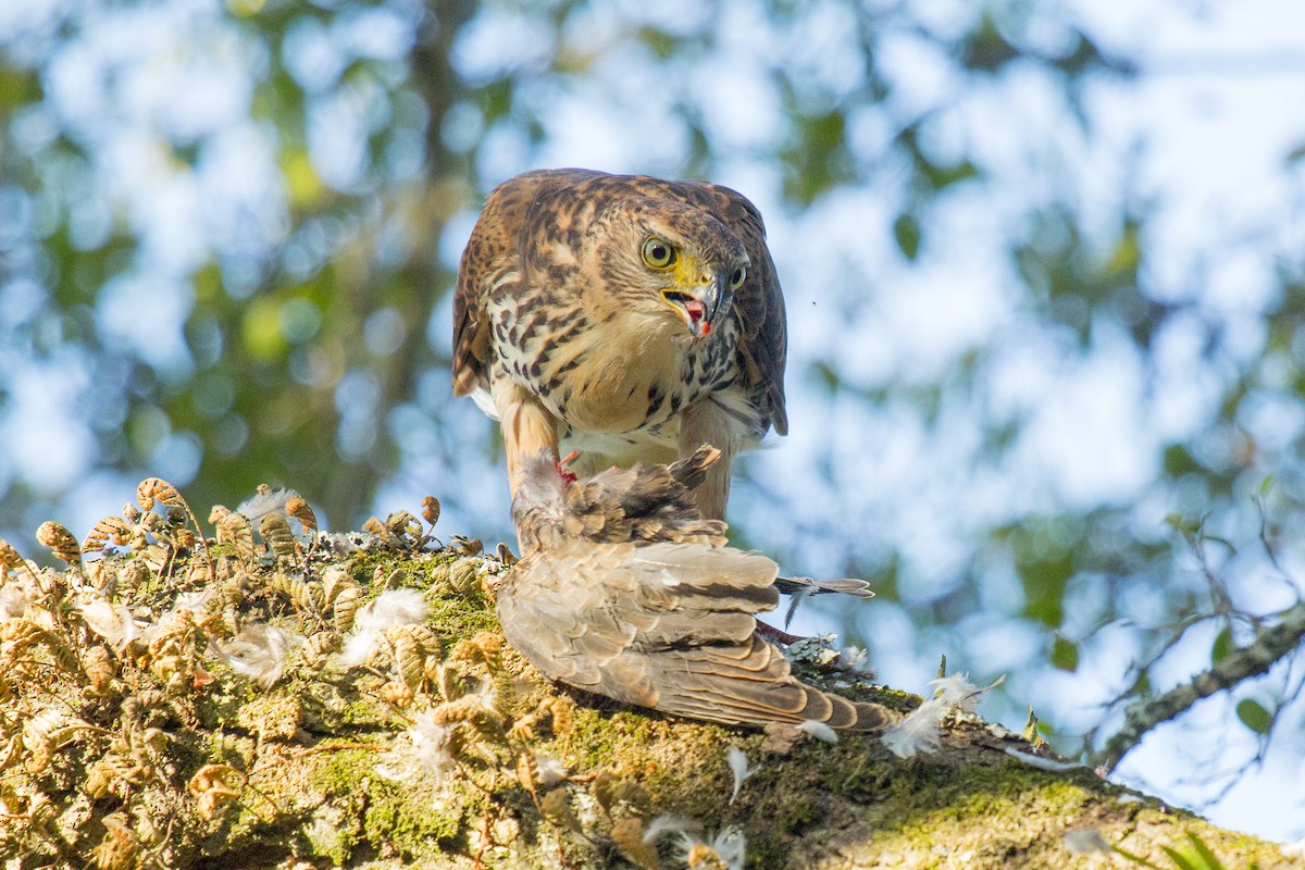 Bicolored Hawk - Luciano Acquaviva