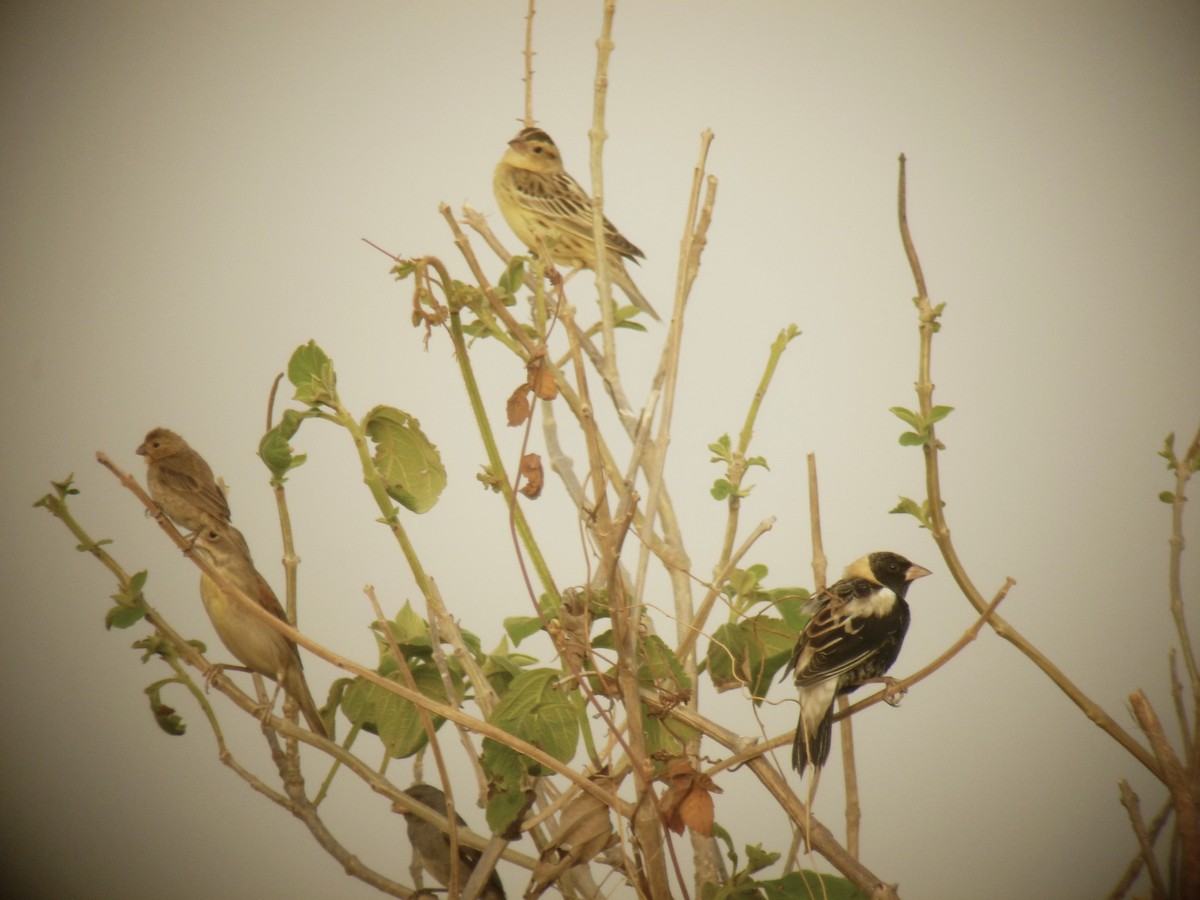 bobolink americký - ML152637451