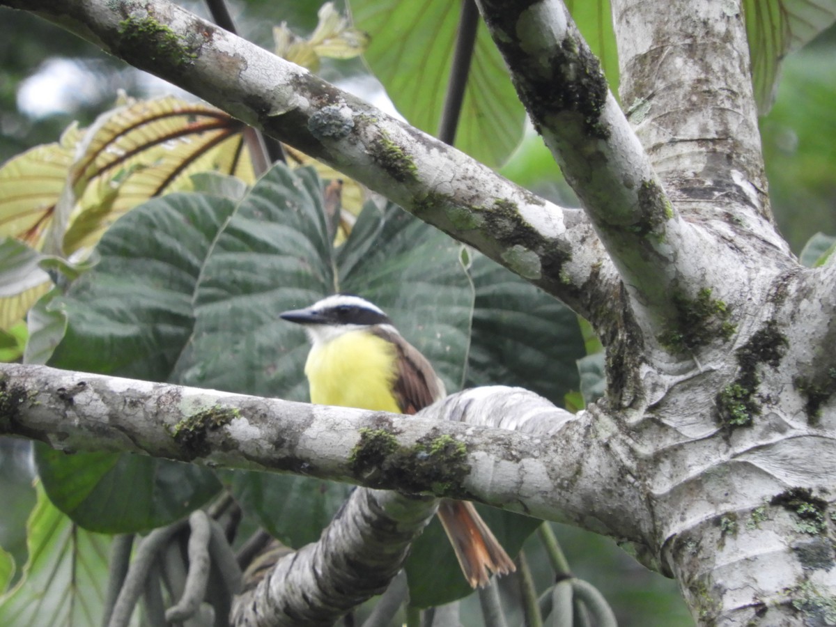 Great Kiskadee - Jose M Martinez