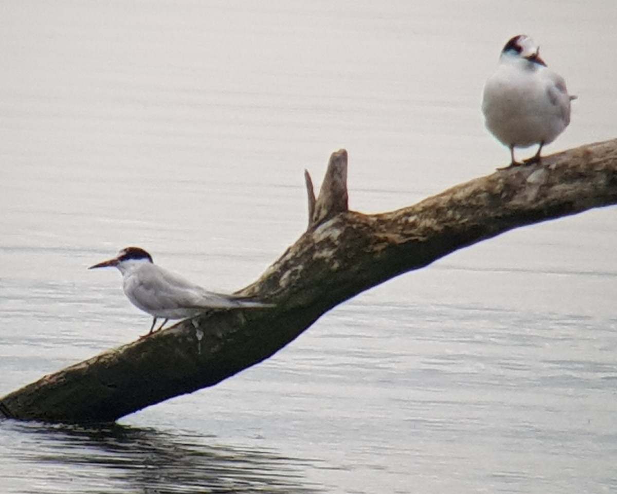 Хурган хараалай - ML152637741