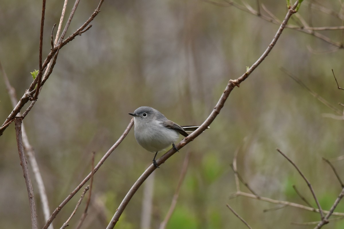 Blue-gray Gnatcatcher - ML152638851