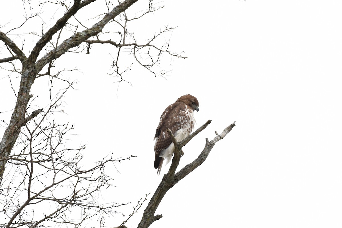 Red-tailed Hawk - ML152638921