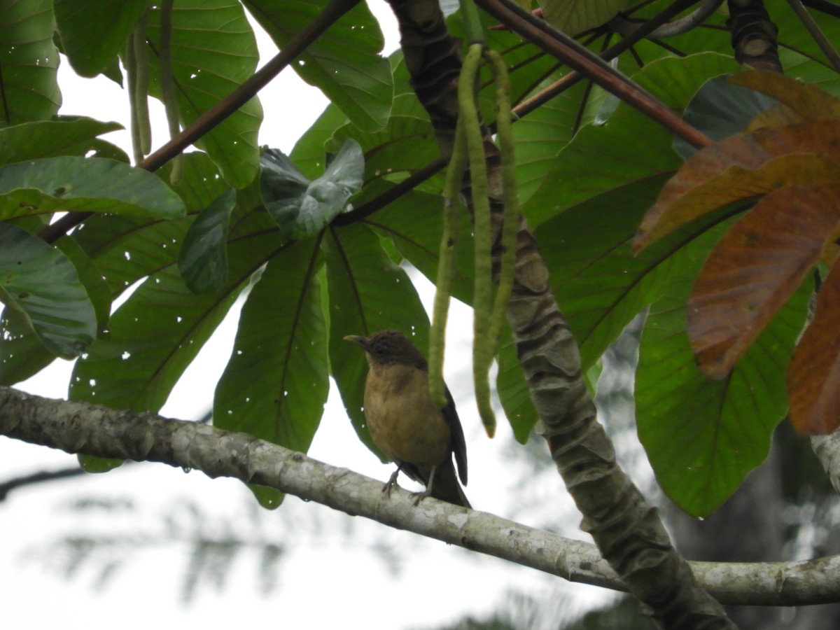 Clay-colored Thrush - ML152639361