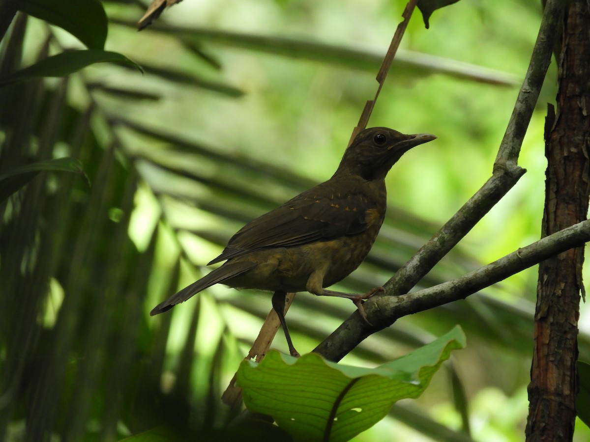 Clay-colored Thrush - ML152639381