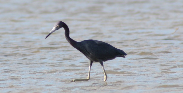 Little Blue Heron - ML152639591