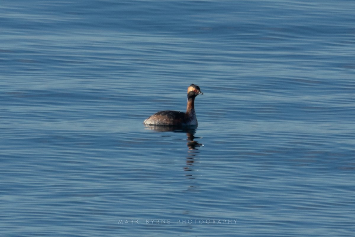 Horned Grebe - ML152640041