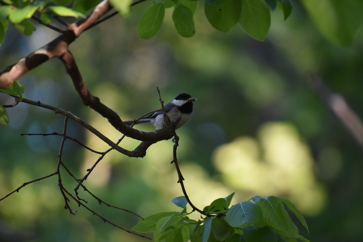 Carolina Chickadee - ML152641331