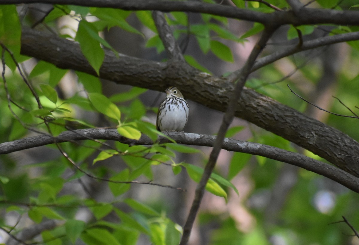 Ovenbird - ML152641371