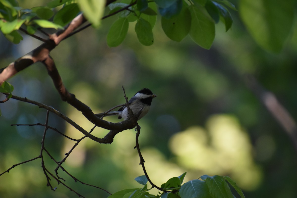 Carolina Chickadee - ML152641391