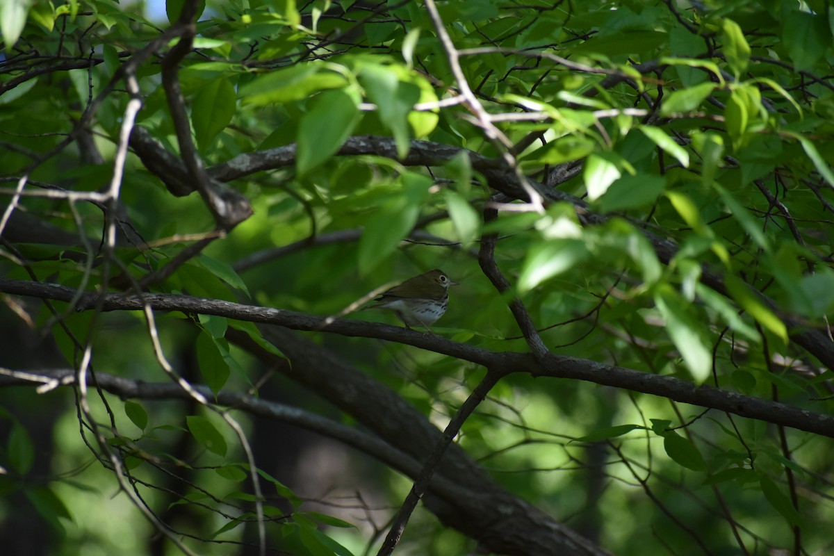Ovenbird - ML152641581