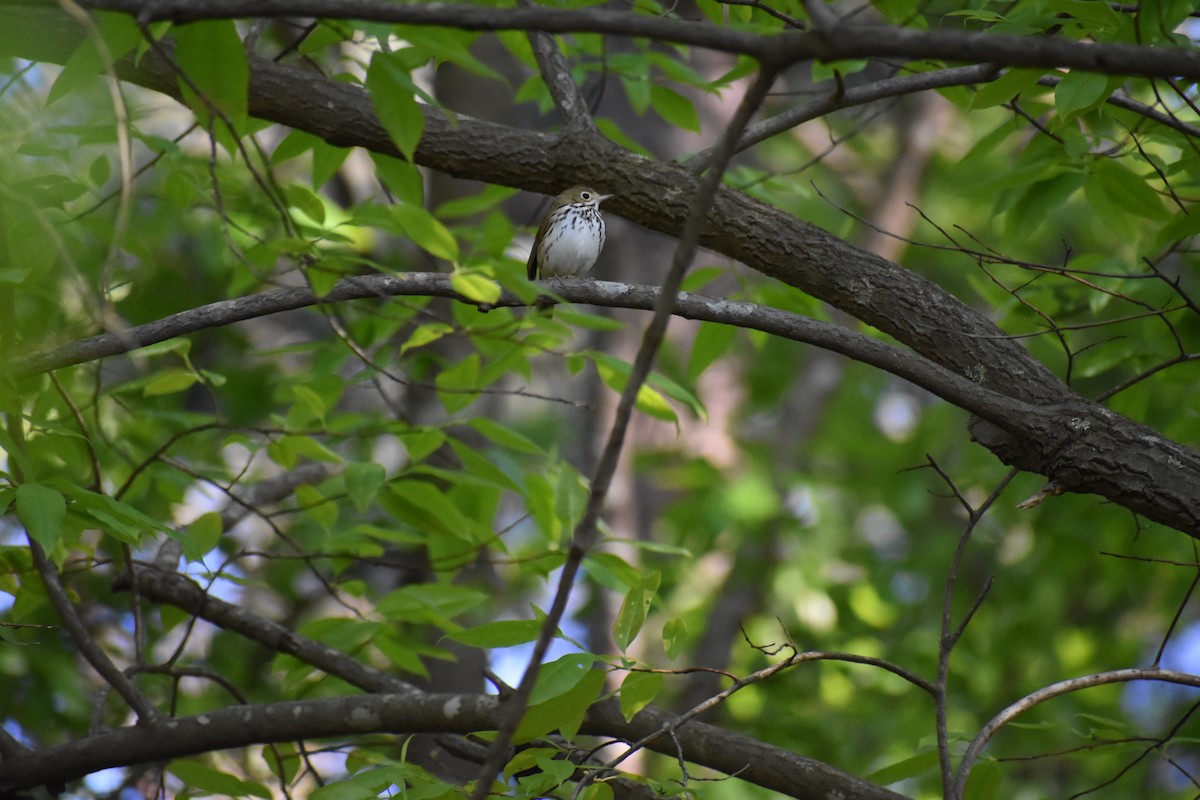 Ovenbird - ML152641601