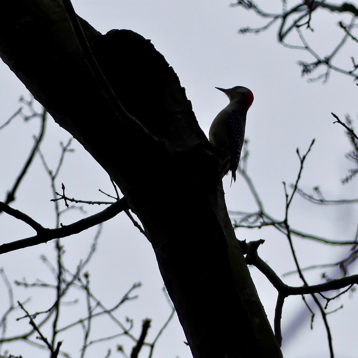 Red-bellied Woodpecker - ML152641671