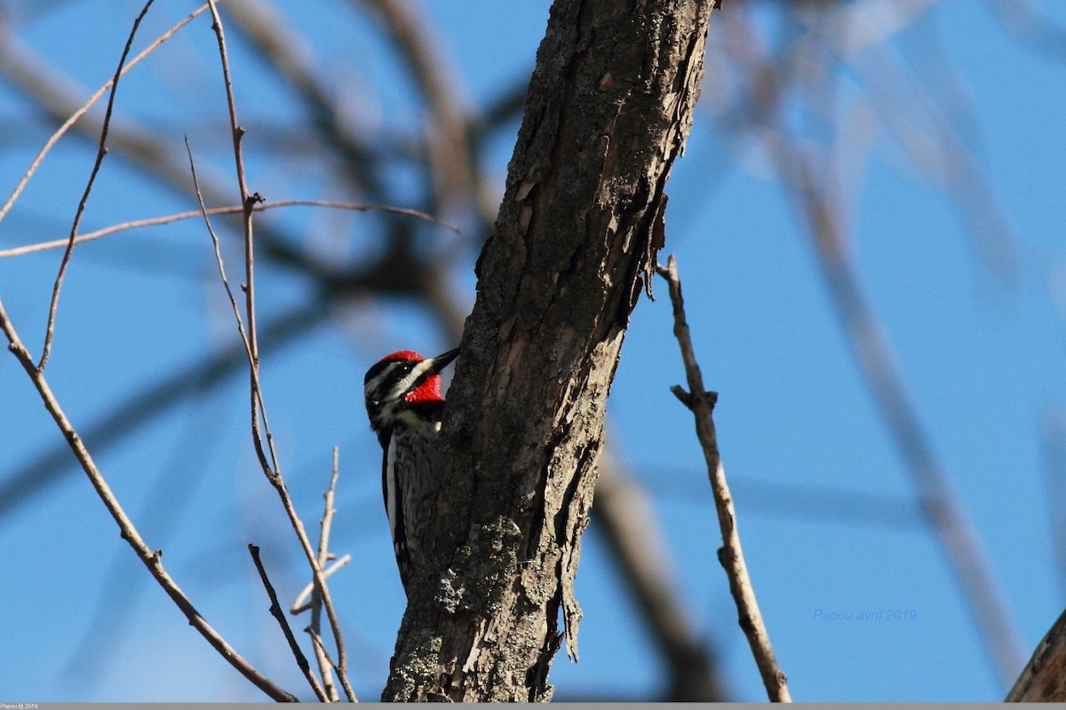 Yellow-bellied Sapsucker - Michel  Bourassa