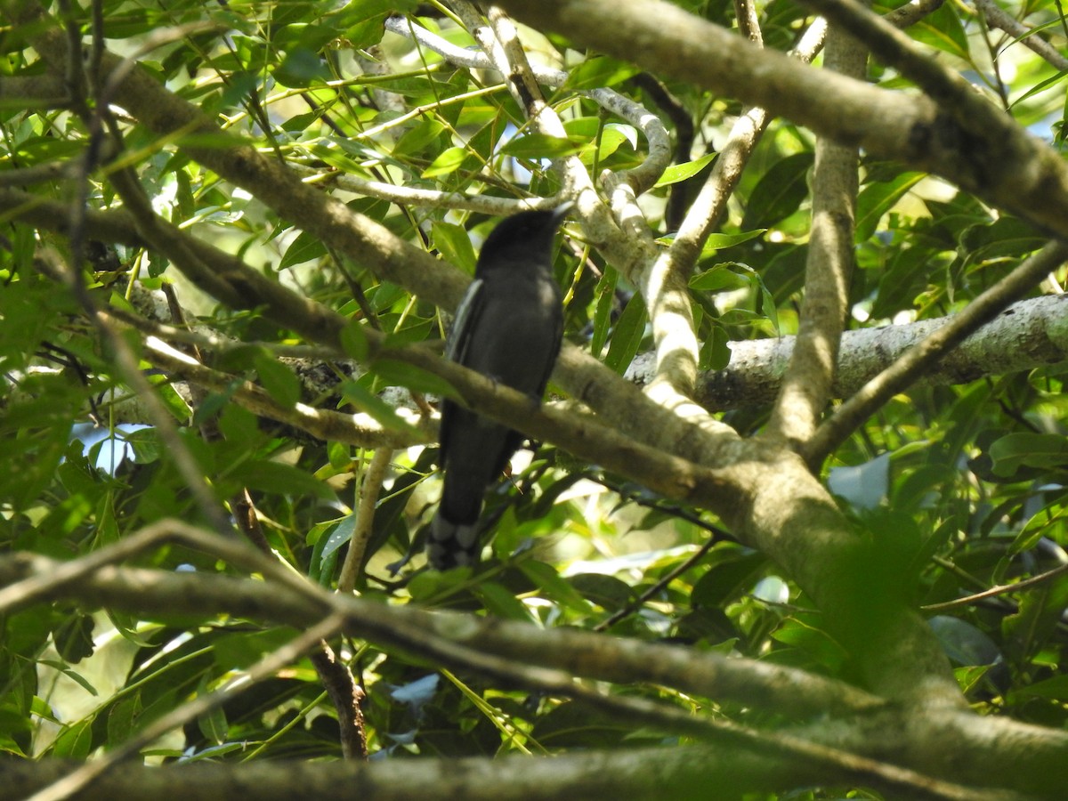 White-winged Becard - ML152641811