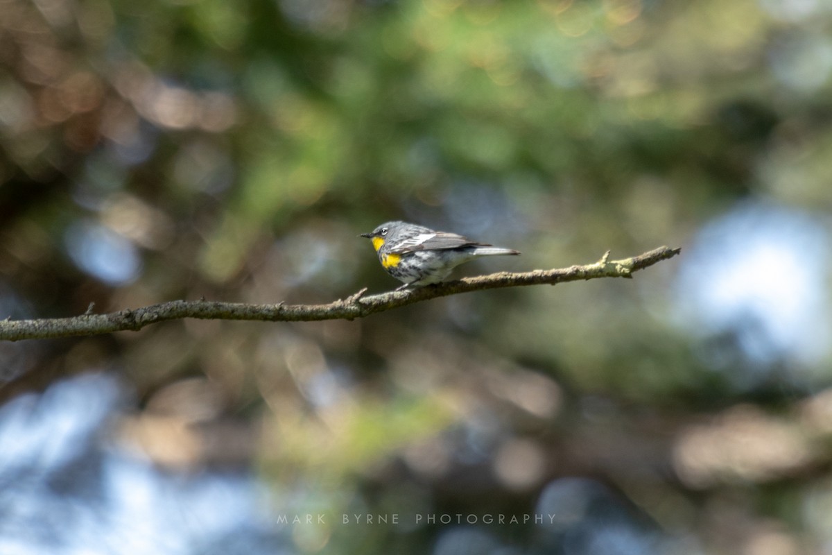 Yellow-rumped Warbler (Audubon's) - ML152641901