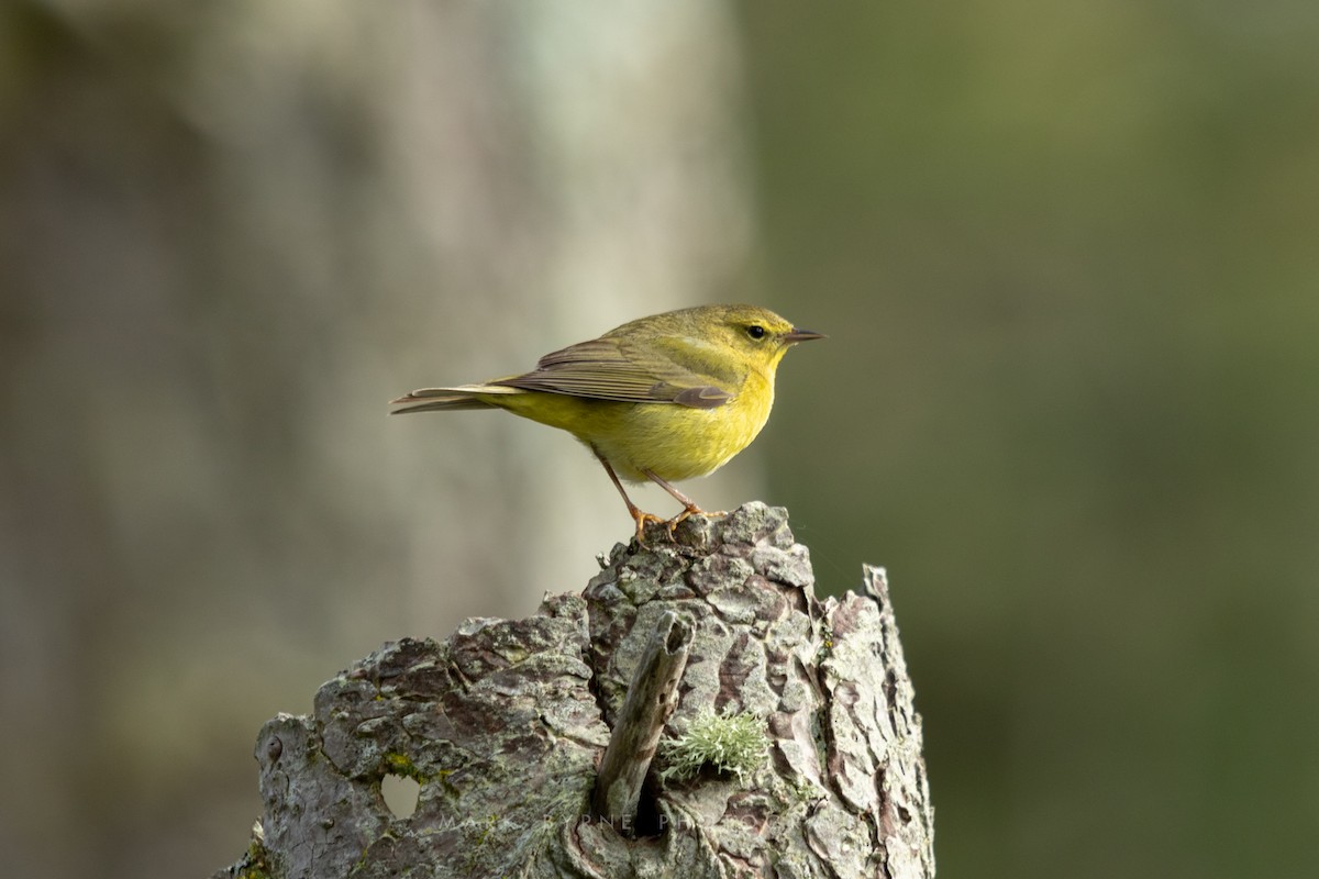 Orange-crowned Warbler - ML152642551