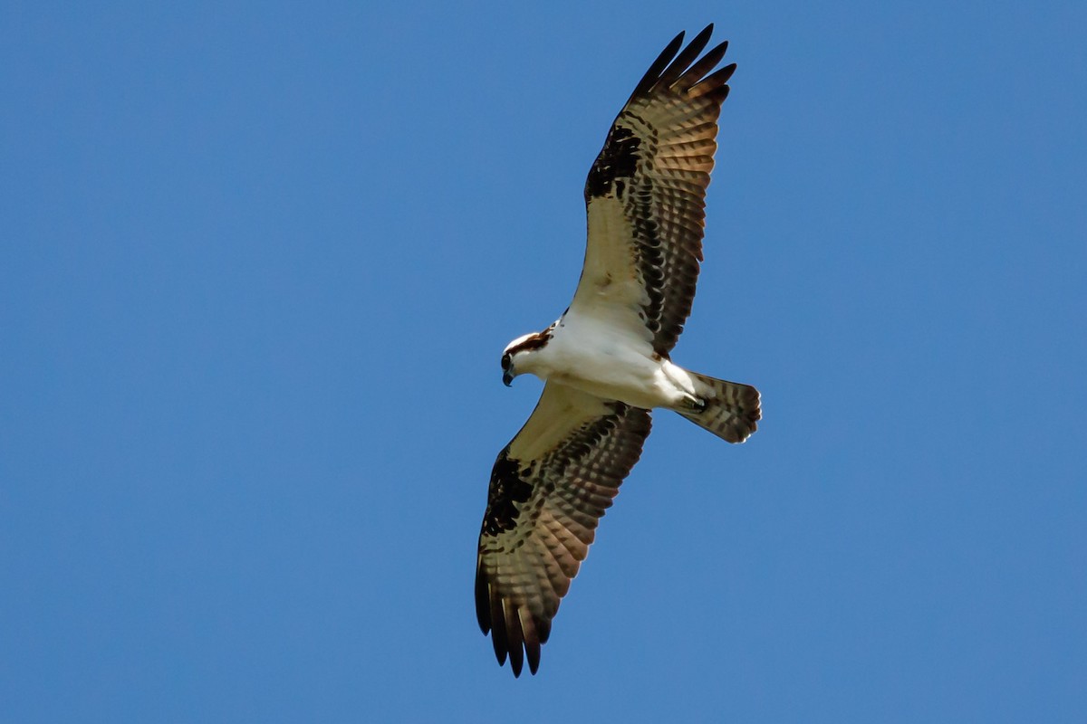 Águila Pescadora (carolinensis) - ML152644371