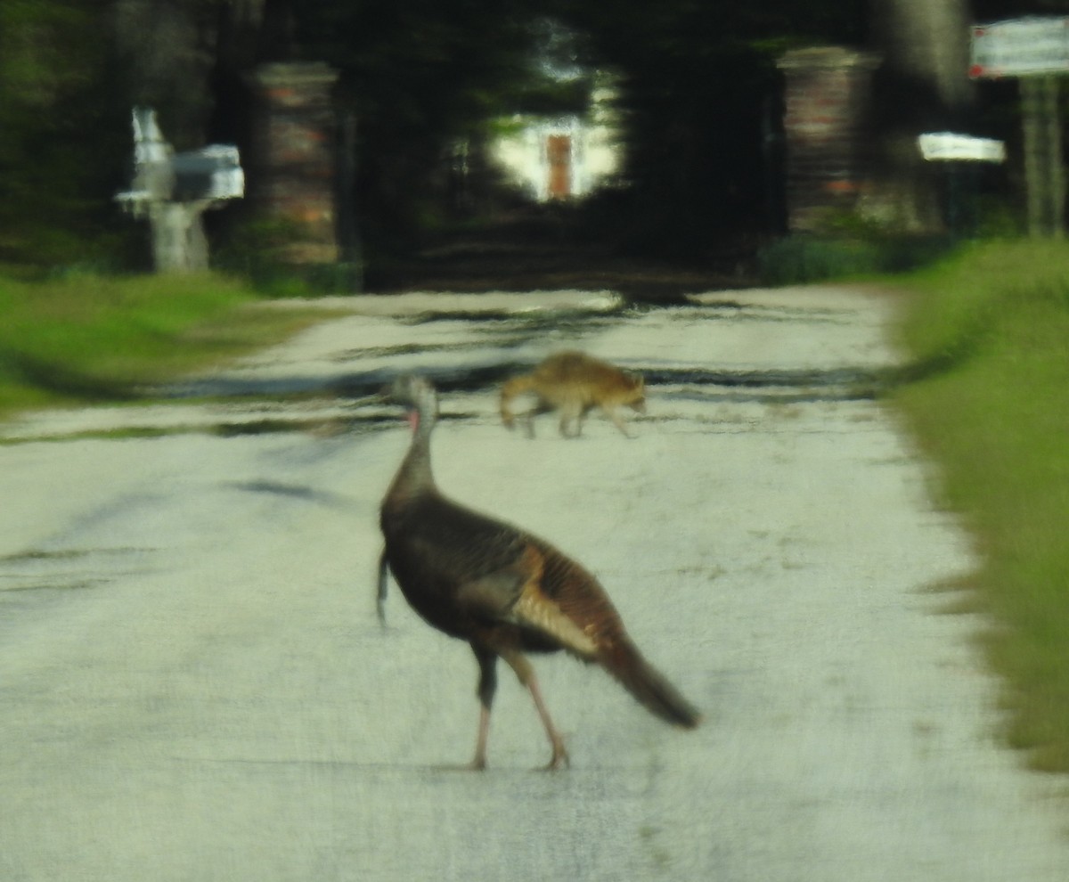Wild Turkey - ML152644621