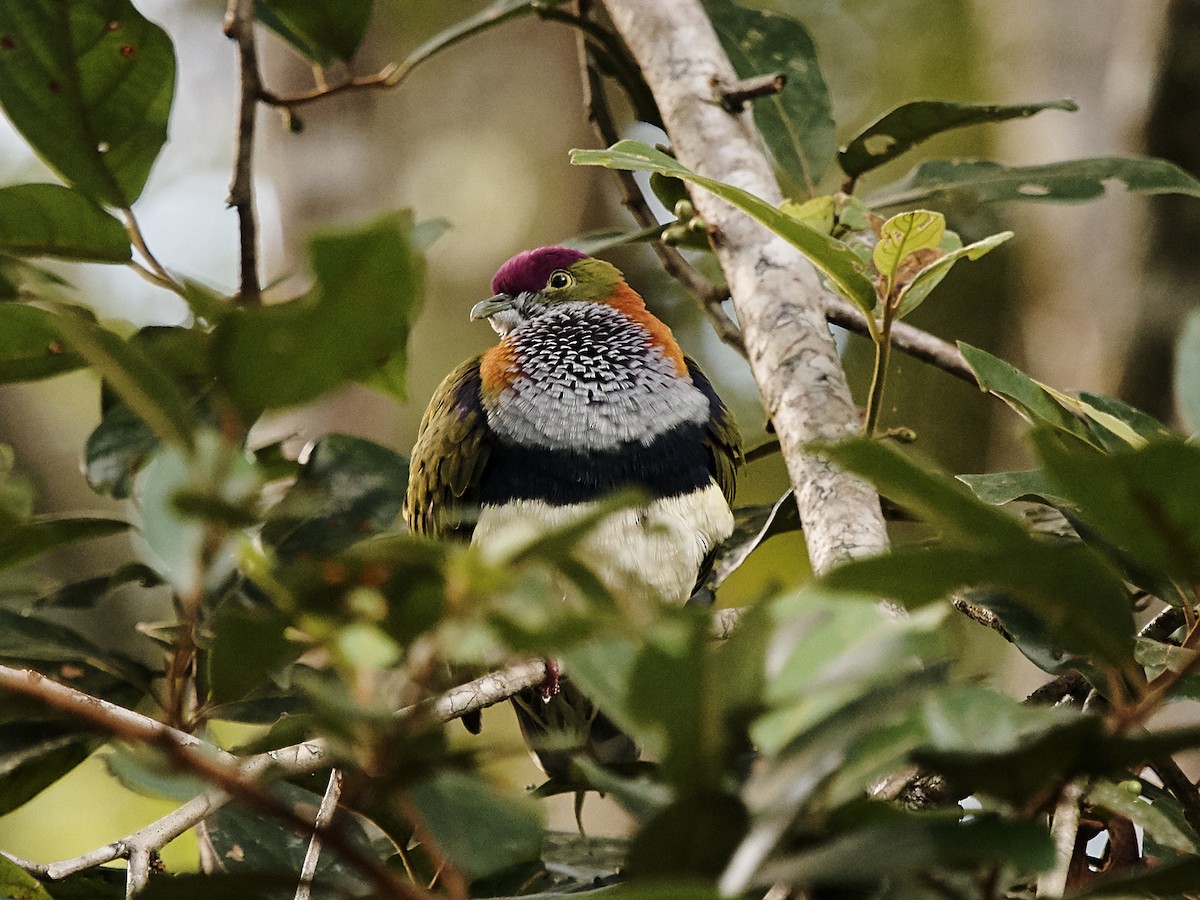 Superb Fruit-Dove - ML152645411