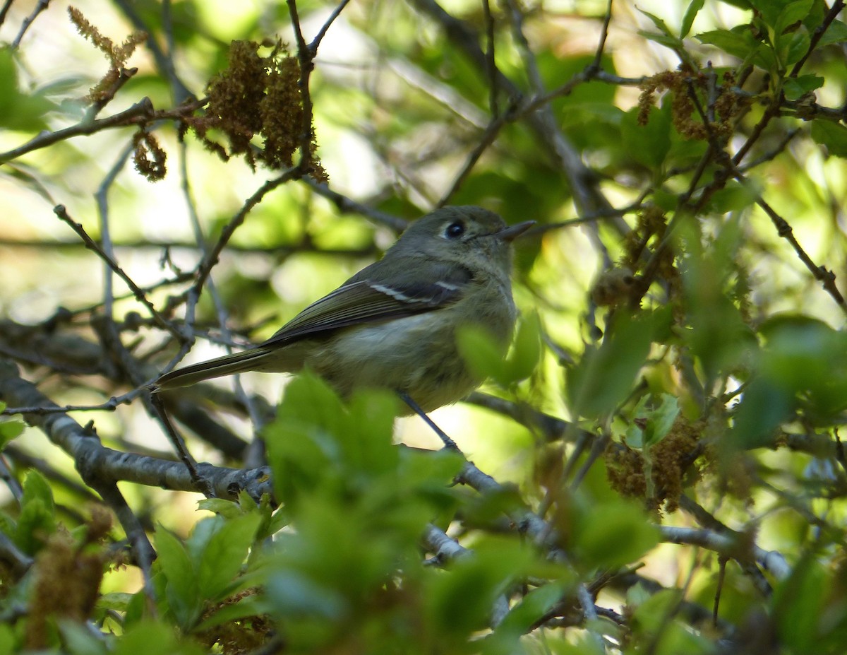 Hutton's Vireo - ML152645921