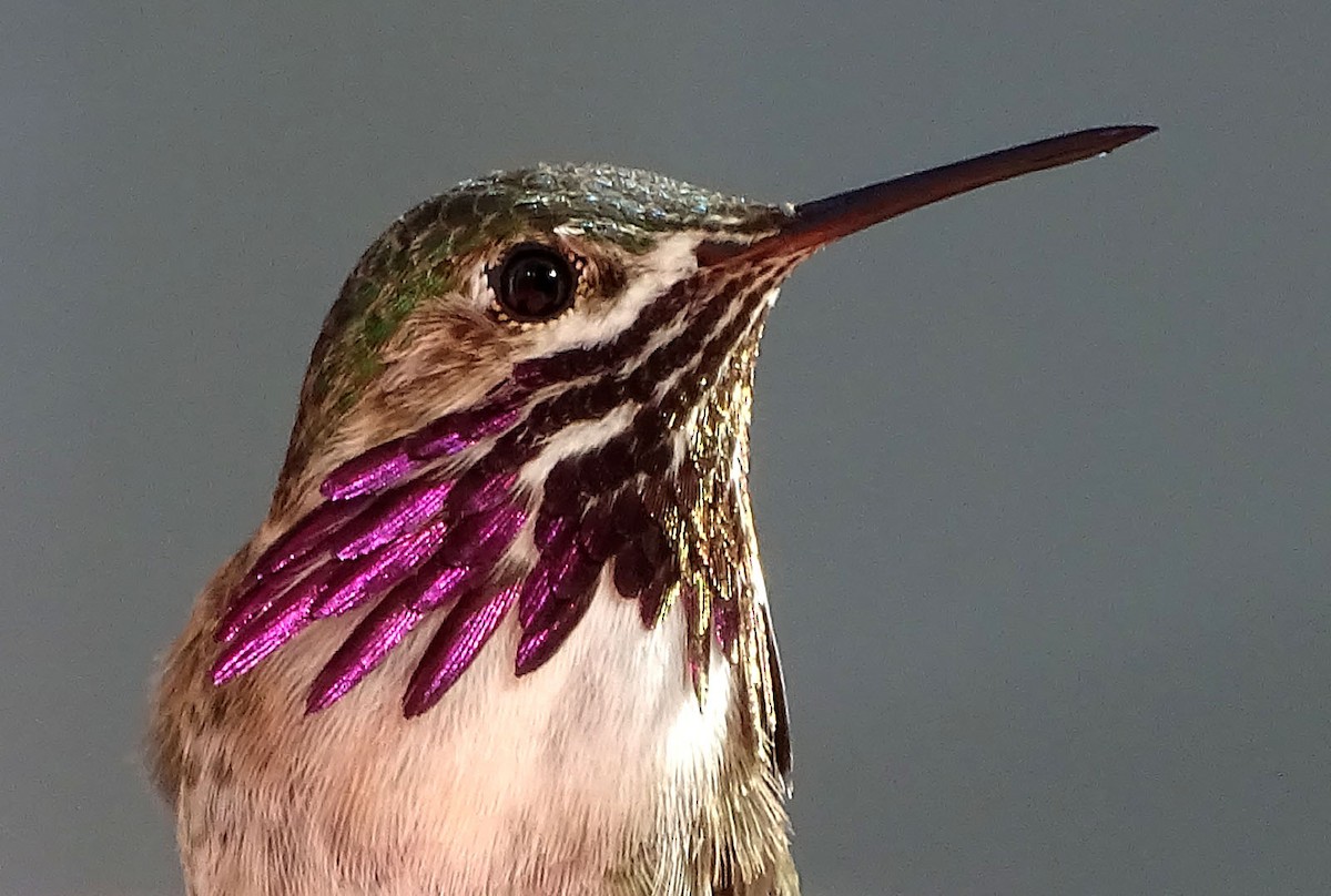 Calliope Hummingbird - ML152646551