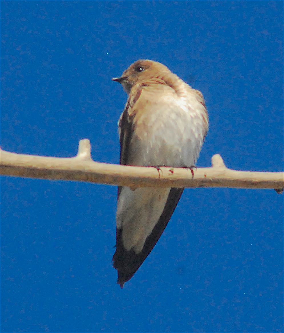 Northern Rough-winged Swallow - ML152648141
