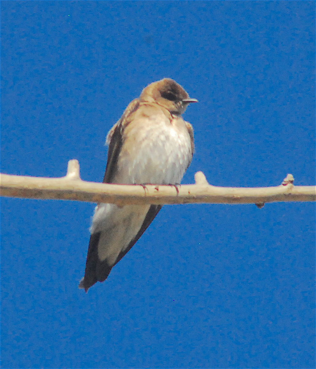 Northern Rough-winged Swallow - ML152648151