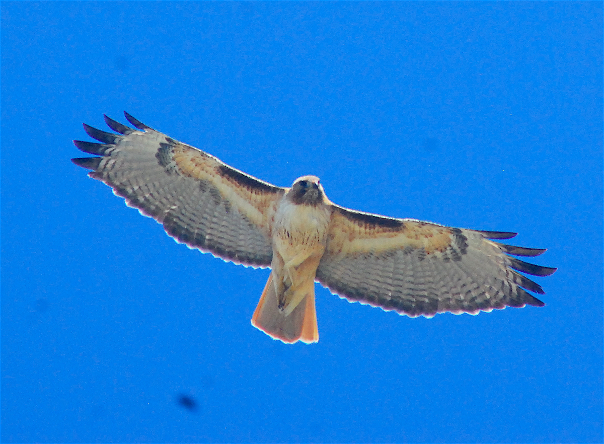 Red-tailed Hawk - Anonymous