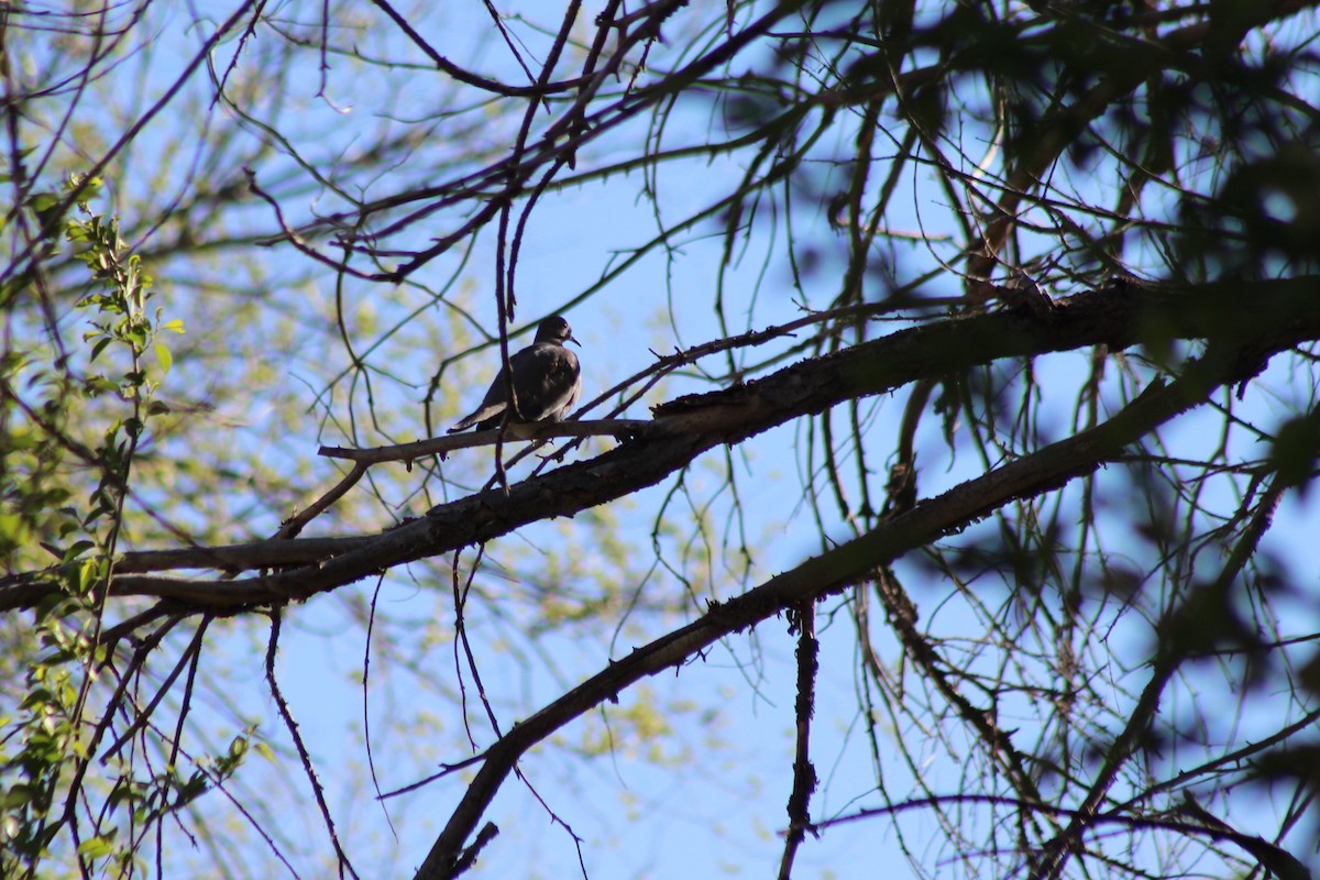 White-winged Dove - ML152648391