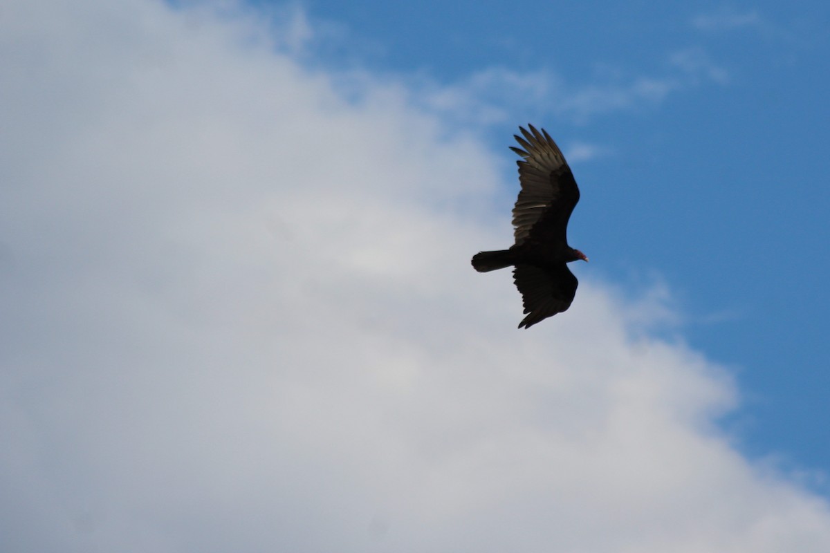 Turkey Vulture - ML152648981