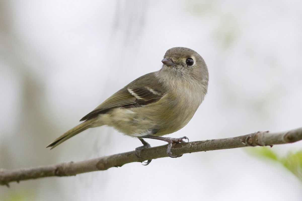 Hutton's Vireo - ML152649381