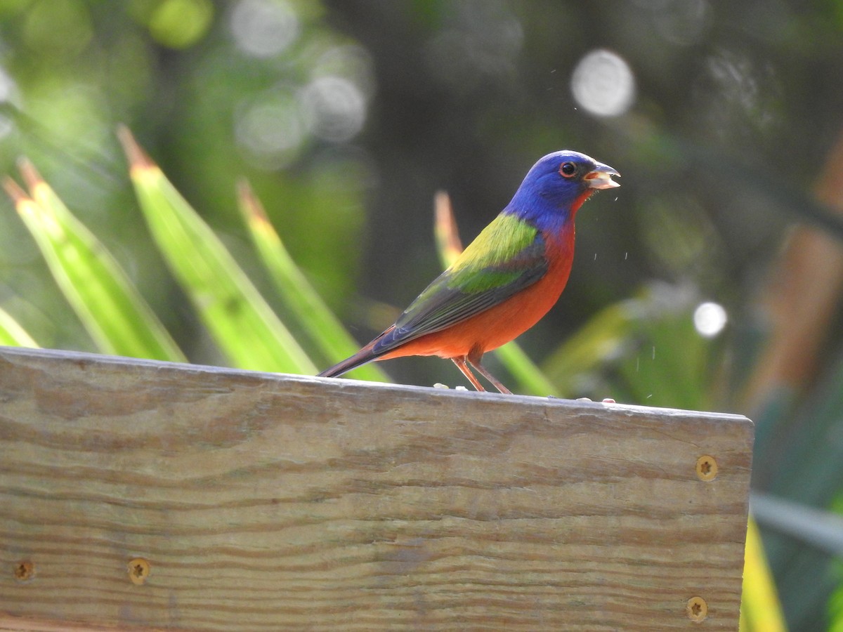 Painted Bunting - ML152649931