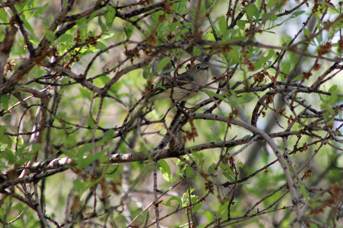 Ruby-crowned Kinglet - David Lerwill