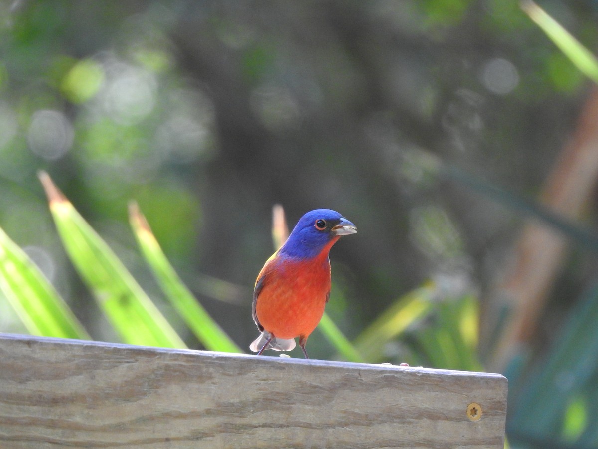 Painted Bunting - ML152650461