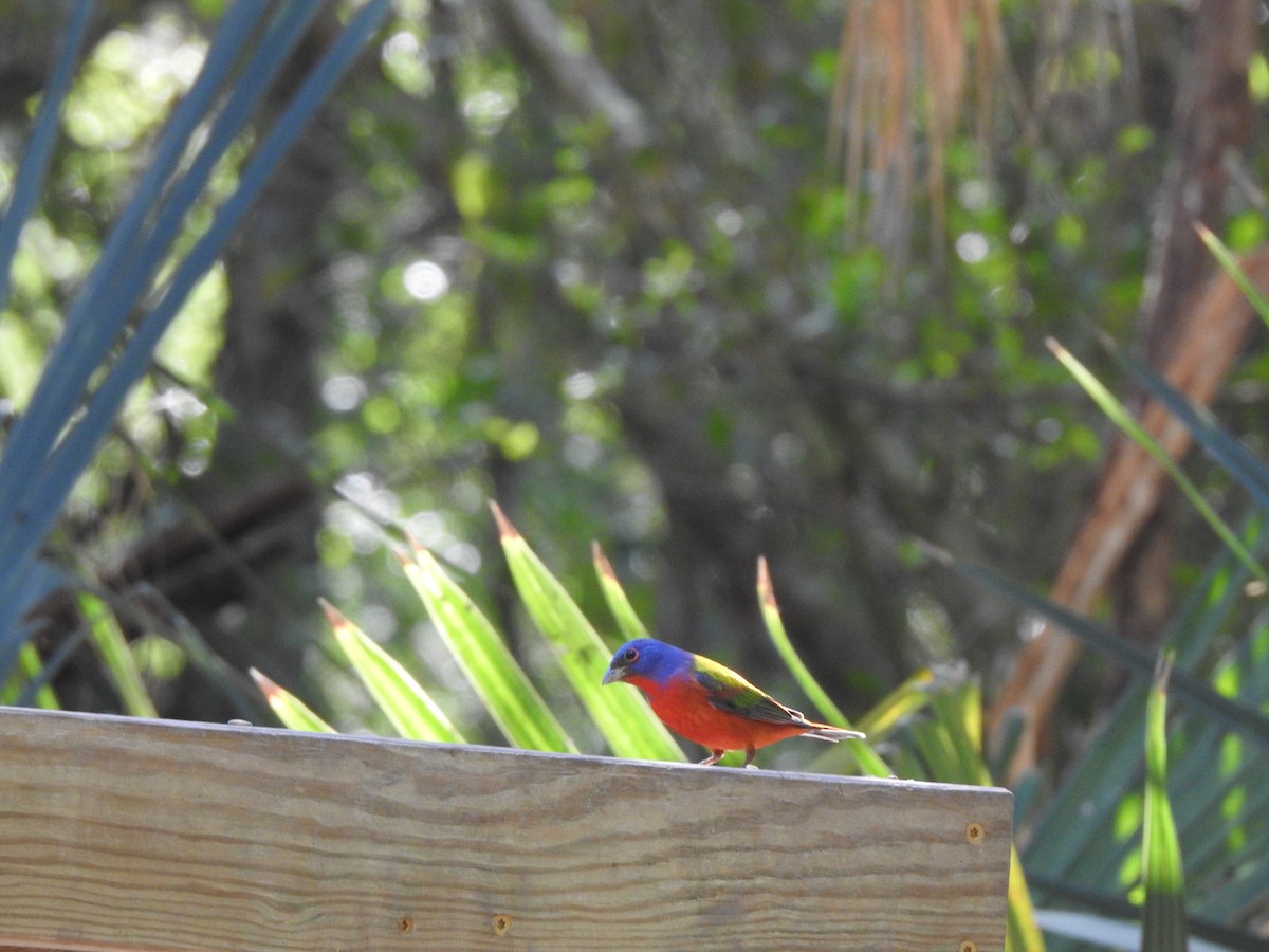 Painted Bunting - ML152650631